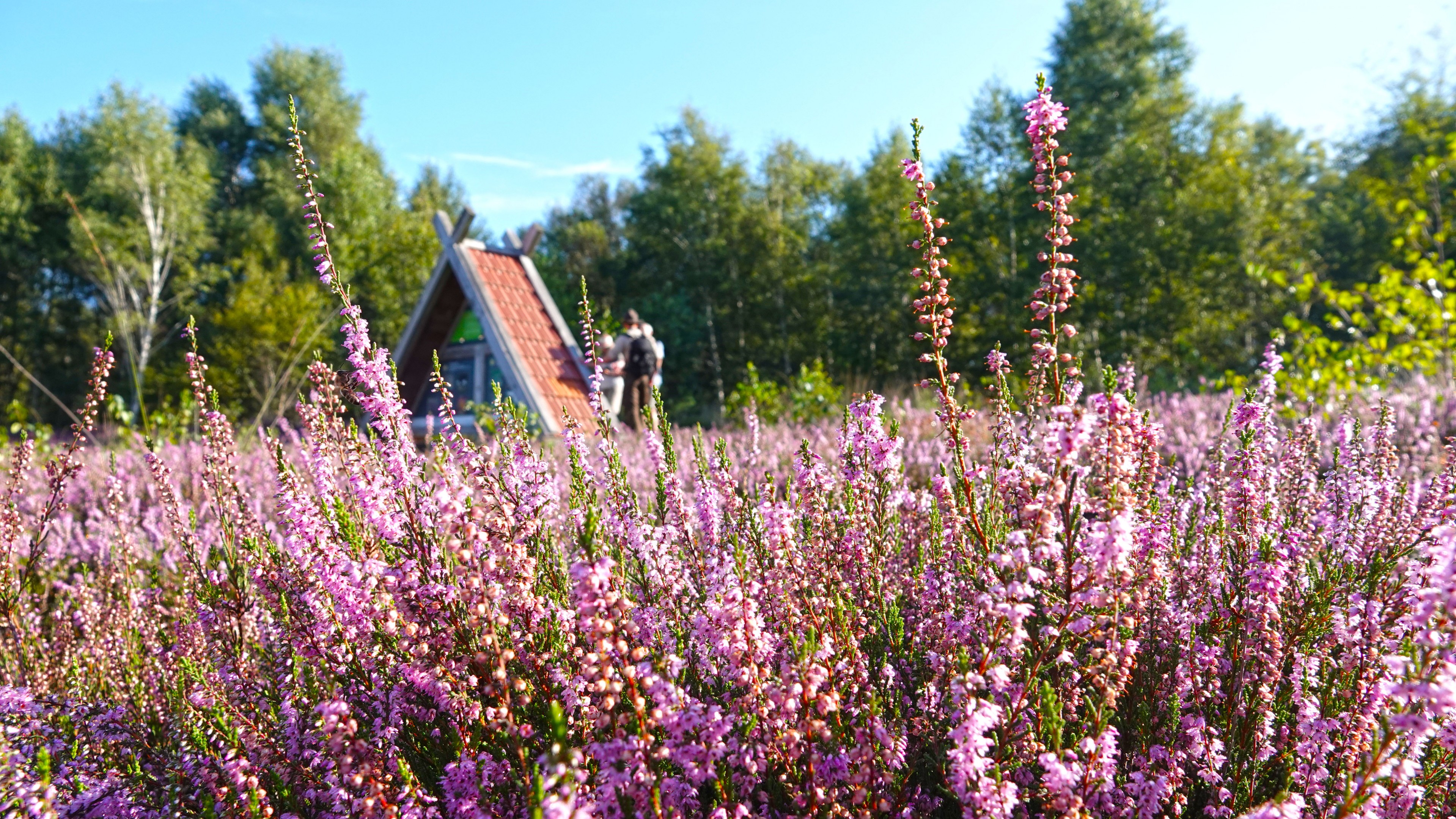 Nekrasovdagi samimiy salon