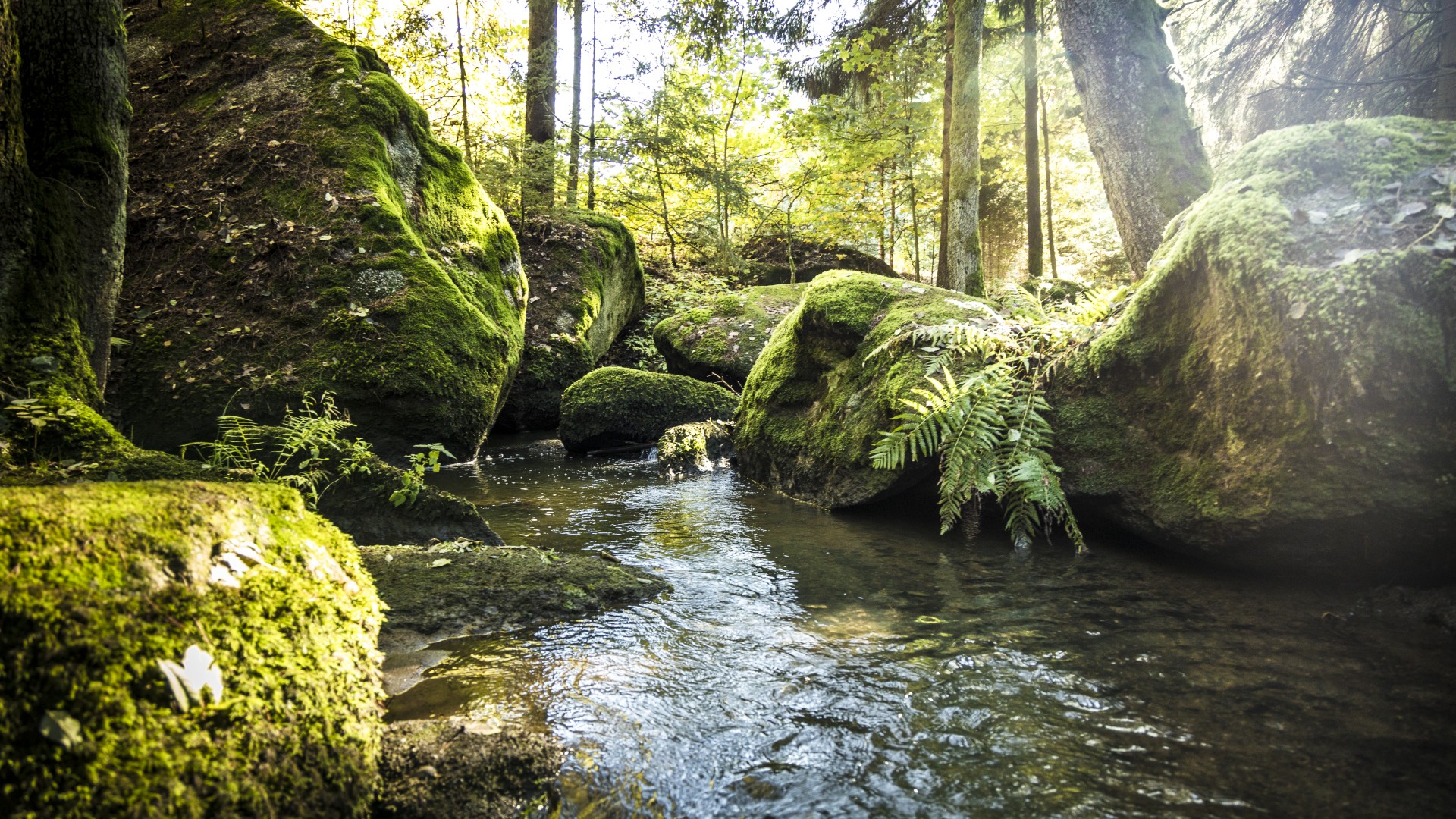Naturschutzgebiet Doost Oberpfälzer Wald Ihr Urlaub in Bayern