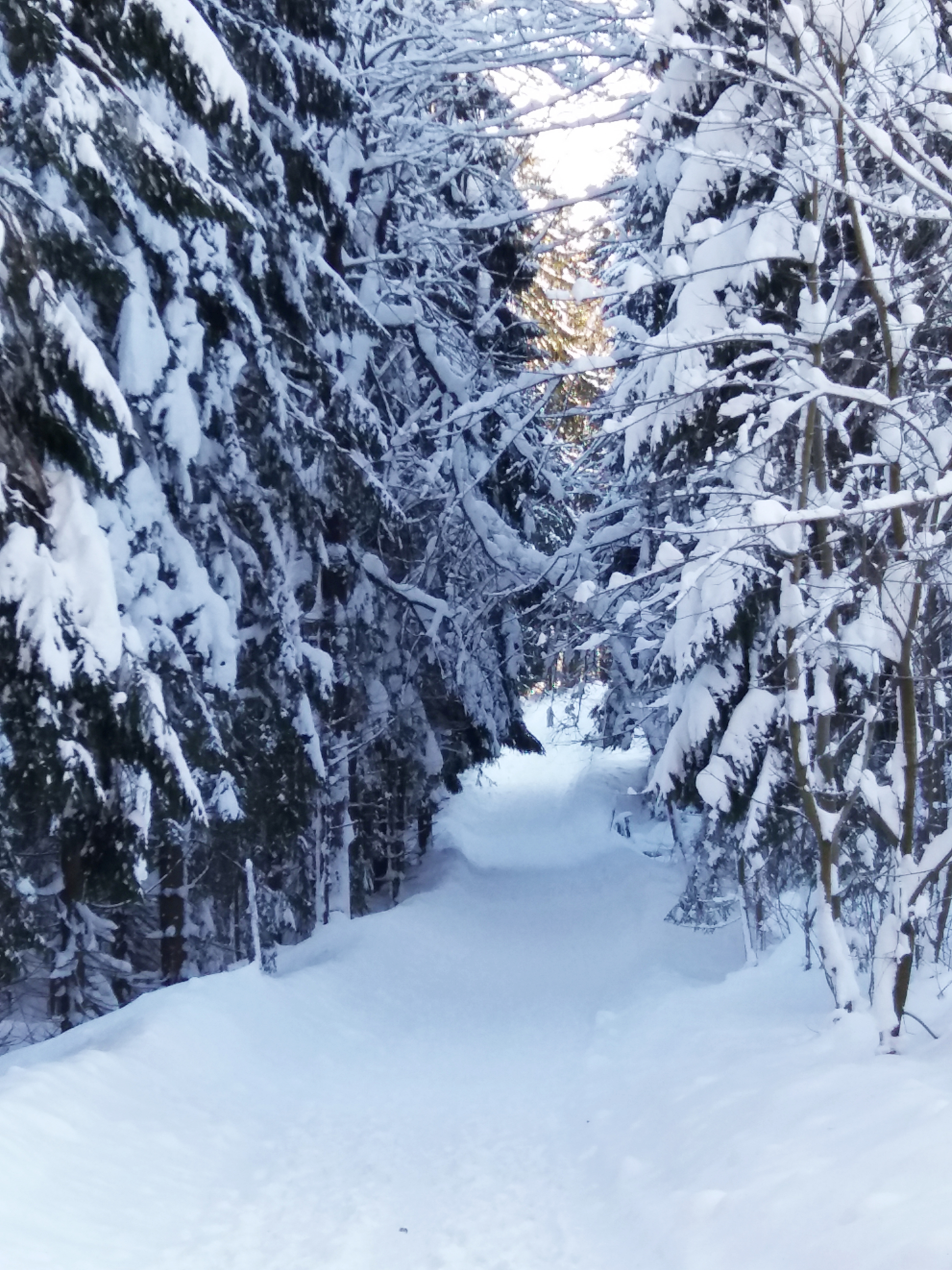 Winterwald